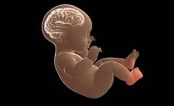Fetal Central Nervous System online course